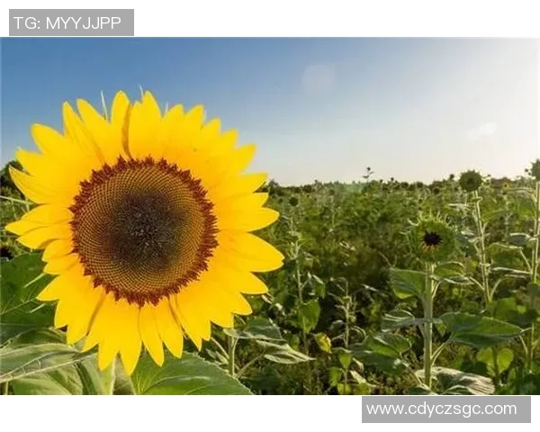 于德豪的成长之路:从平凡到卓越的奋斗故事与人生启示 于德豪的成长之路:从平凡到卓越的奋斗故事与人生启示